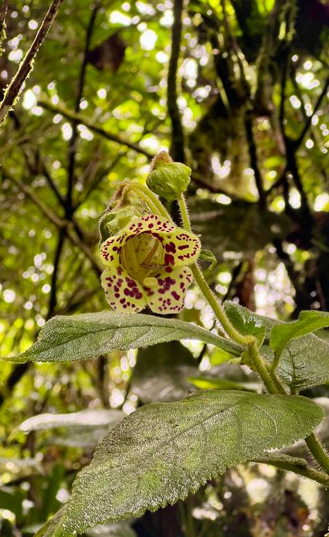       Close-up of a speckled flower with green leaves around.
  