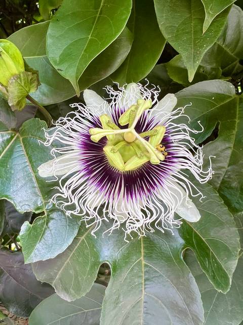       Detailed close-up of a passion flower with vibrant colors.
  