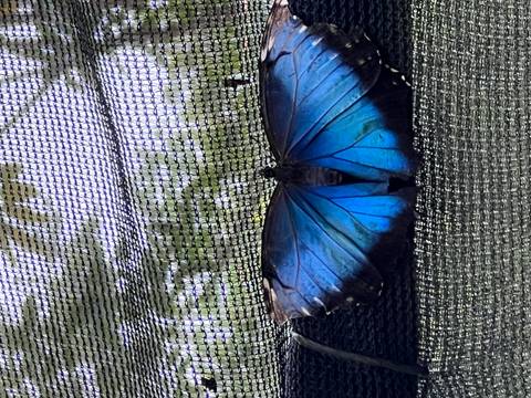       Blue butterfly resting on a netted surface.
  