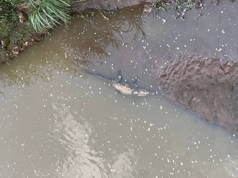       Crocodile resting in muddy water, partially submerged.
  