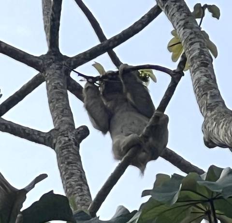 Animal in a tree eating leaves.