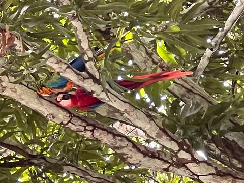 Colorful parrots sitting on a tree branch.