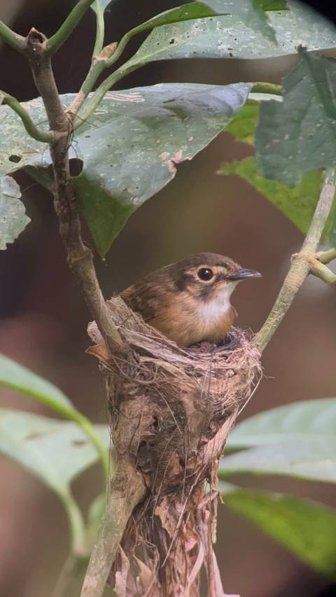 Small bird sitting in a nest made of twigs.