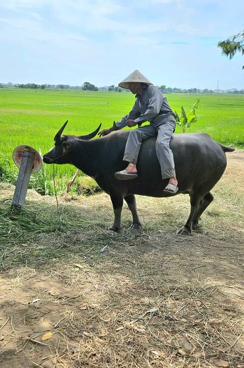 Person riding a buffalo in a rural setting with greenery.