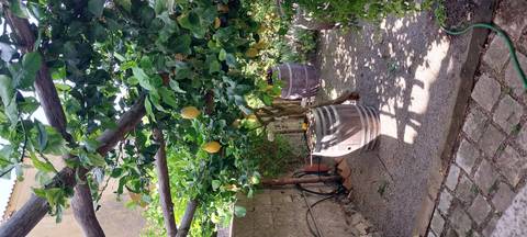       Garden with lemon trees and barrels in a courtyard.
  