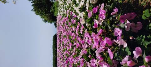 Field of pink and white flowers with trees in the background.
