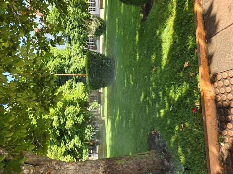 Green park with lush trees and a small hedge.
