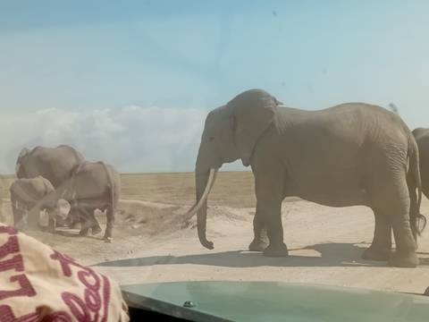 Elephants walking on a plain under a blue sky.