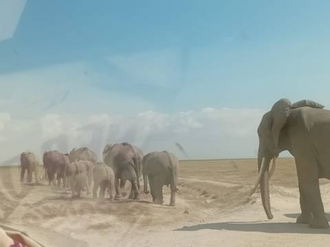 Herd of elephants on a grassland safari.