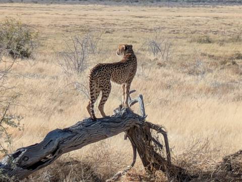 Cheetah standing on a tree stump in a savanna landscape.