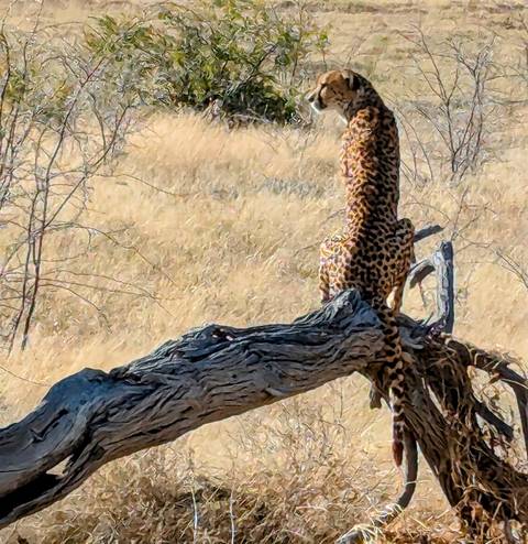 Close-up of a cheetah from behind on a tree stump.