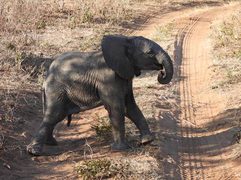 Baby elephant walking on a dirt road in a safari setting.