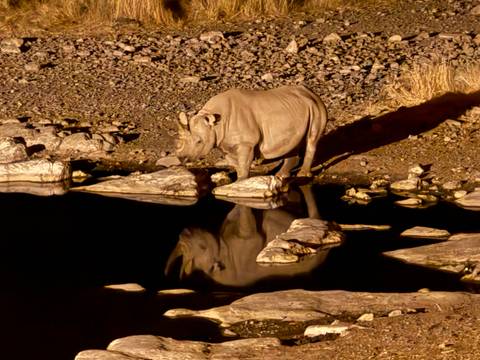 Rhinoceros drinking water at a watering hole at night.