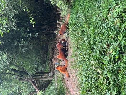 Group of red pandas eating in a natural setting with bamboo trees.