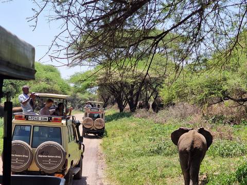 Safari vehicles with tourists observing wildlife in a national park.
