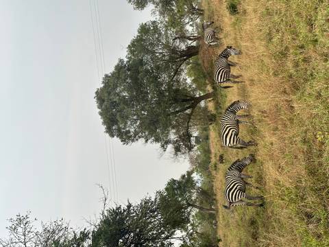       Zebras grazing in a grassy field with trees.
  