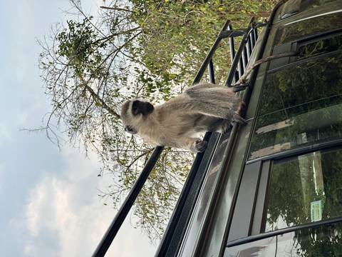Monkey sitting on a parked vehicle.