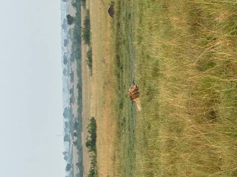 A lion lying in the grasslands.
