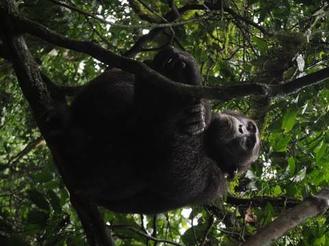 A chimpanzee sitting in a tree.