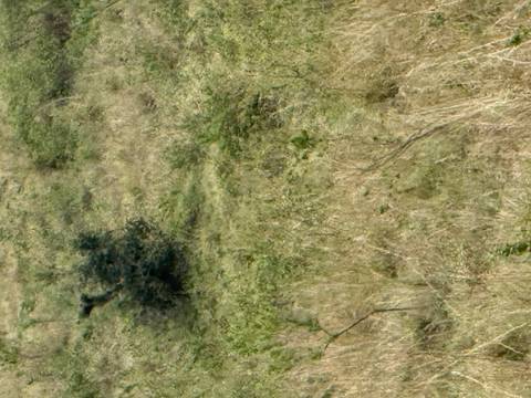 A blurry image of a savannah landscape with shrubs.