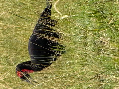 A ground hornbill bird standing in tall grasses.