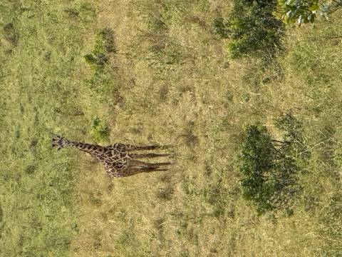 A lone giraffe standing in a grassy savannah.