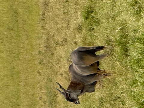 A large antelope grazing in a field.