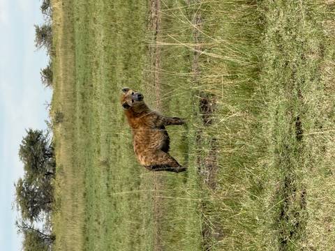 A hyena standing in an open field looking at the camera.