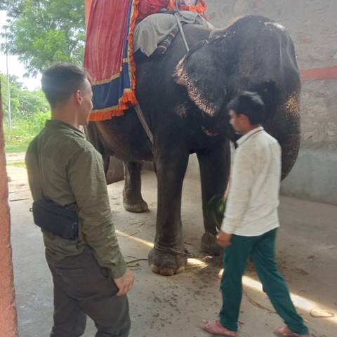 Person standing near an elephant adorned with colorful cloth.