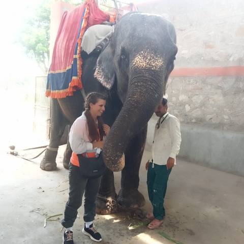 People interacting with a large elephant.