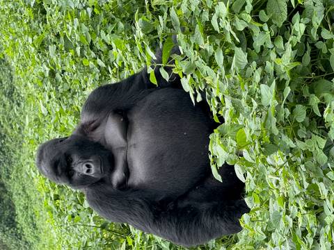       Gorilla sitting among lush greenery.
  