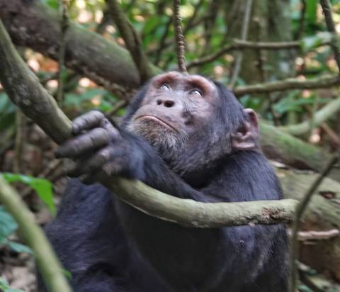 Chimpanzee in a forested area looking up.