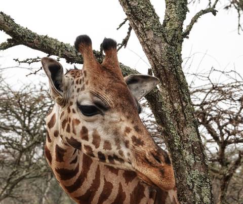       Close-up of a giraffe's head near a tree.
  