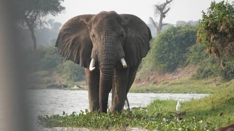 Elephant standing near a river, surrounded by lush greenery.