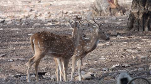       Two deer standing in a rocky area.
  