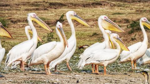       Group of pelicans standing together.
  