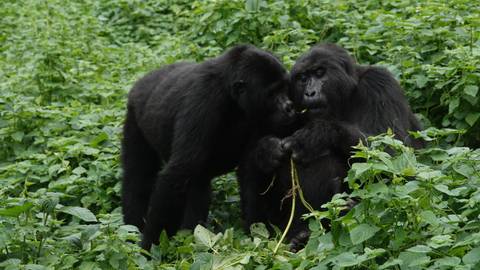       Two gorillas interacting in dense greenery.
  