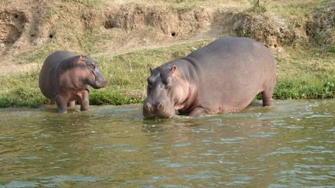 Two hippos partially submerged in water.