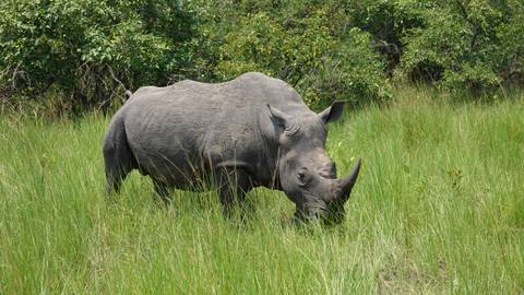 Rhino grazing in tall grass.