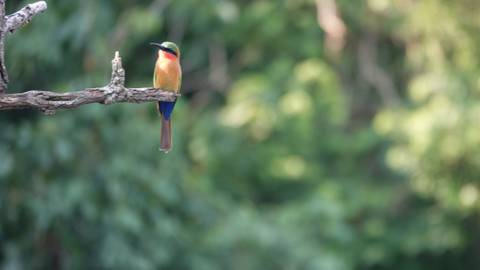       Colorful bird perched on a branch.
  