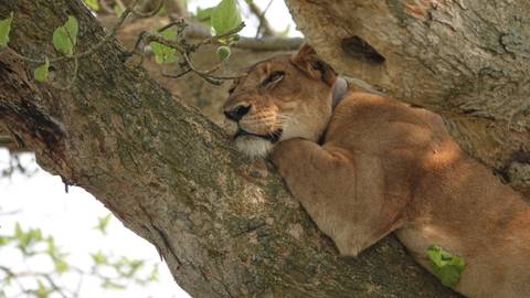 Lion resting on a tree branch.