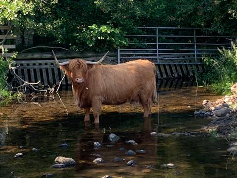       Highland cow standing in a shallow river.
  