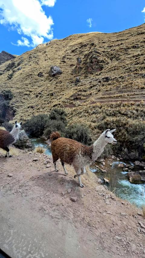       Llamas grazing near a river in a grassy valley.
  