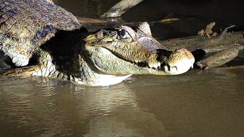       Close-up of a caiman in a muddy river at night.
  