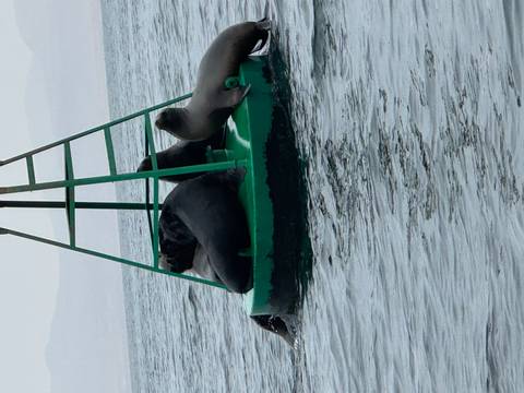       Sea lions resting on a buoy in the water.
  