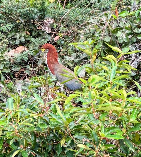       A bird with reddish-brown plumage standing among green foliage.
  