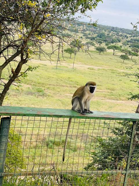       6 Days Best of Tanzania Safari. (Group Scheduled 4x4) customer review photo 
  
