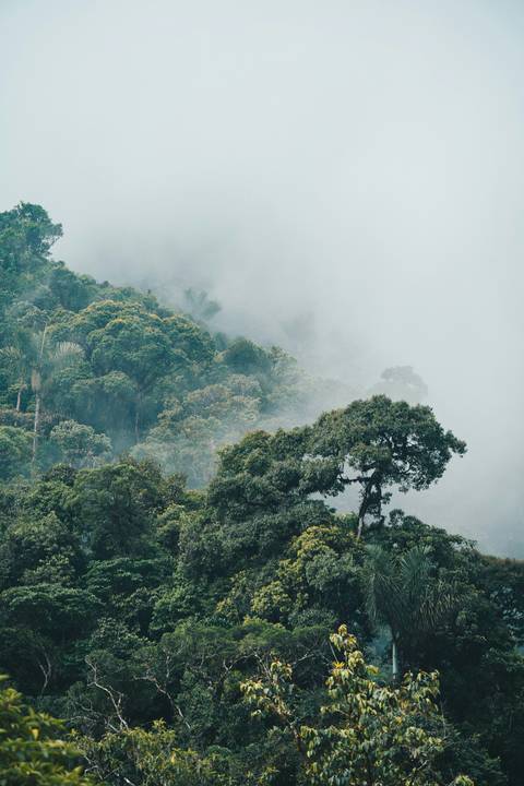       Lush green forest shrouded in mist.
  