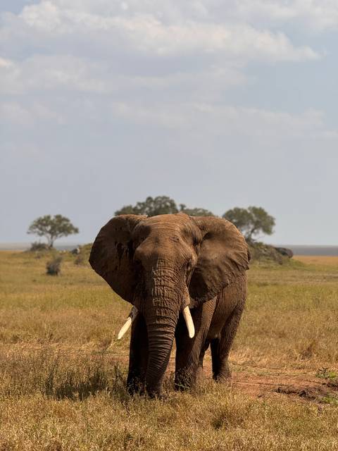 Single elephant approaching through a grassy field with trees.