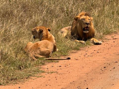 Two lions resting on grassy terrain next to a dirt road.